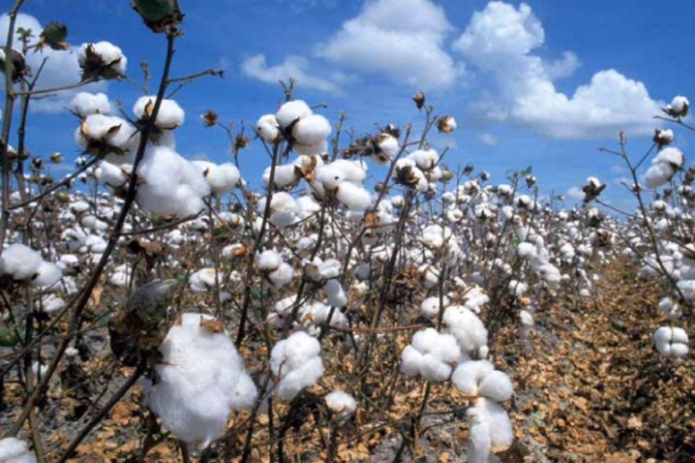 India Suspends Cotton Import Duties Temporarily