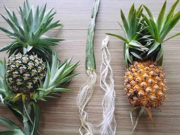 Pineapple leaf fiber